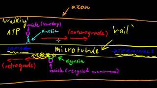 Part 3  Axonal Transport [upl. by Kristofor]