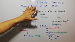 CVS physiology 111 Bradykinin kallikrein kinin and kallidin system vasodilator agents [upl. by Nino]