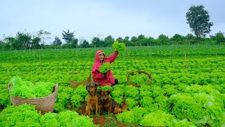 Harvesting Lettuce Garden Goes To Market Sell  Growing Peas Cooking Daily Life  Tieu Lien [upl. by Vassar]