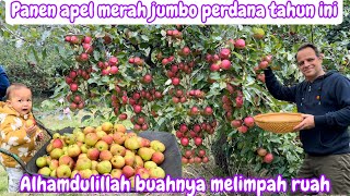 PERDANA‼️ PANEN APEL MERAH JUMBO  ALHAMDULILLAH HASILNYA MELIMPAH [upl. by Adlihtam541]