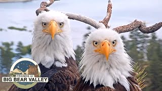 Big Bear Bald Eagle Live Nest  Cam 1 [upl. by Aciret]