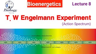 Engelmann Experiment Photosynthesis  T W Engelmann Experiment class 11  Action Spectrum [upl. by Blainey973]