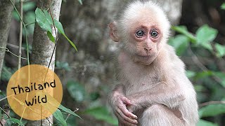 Baby Stumptailed Macaques in Kaeng Krachan National Park Thailand [upl. by Georgi]