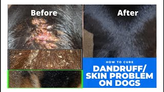 How to cure seborrheic dermatitisdandruff on dogs [upl. by Akemrehs774]