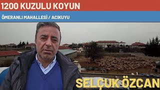 1200 KUZULU KOYUN VE TÜCCAR SELÇUK ÖZCAN [upl. by Birkle]