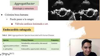 Haemophilus Aggregatibacter y Pasteurella [upl. by Phina]