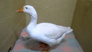 Beautiful Pet Goose with Diarrhoea [upl. by Avid]