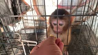 The Process of Taming Baby Monkeys Adopted at the Animal Market Day 2 [upl. by Nonaihr]