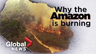 Amazon forest fire What it tells us about deforestation [upl. by Whiting]