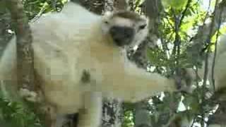 Jumping Lemur Diademed Sifaka [upl. by Rempe]