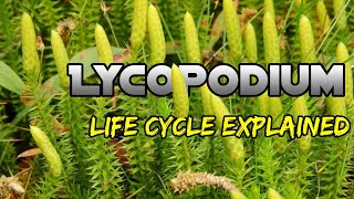 Lycopodium Life Cycle Easy Explanation Lycopodium Life Cycle Explaine BSC 1st Year Biology Botany [upl. by Jonati212]