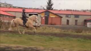 The 5 gaits of the icelandic horse [upl. by Phyllys]