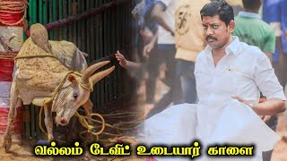 வல்லம் டேவிட் உடையார் காளை  Thanjai Jallikattu King Vallam David Udayar Bull [upl. by Vasta541]