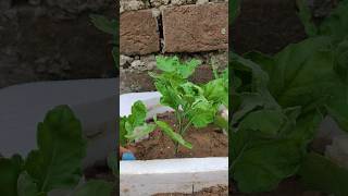 Propagation of chrysanthemum propagation চন্দ্রমল্লিকা cuttings gardeningpassion youtubeshorts [upl. by Nyleaj]