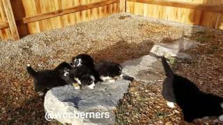 Bernese mountain dog puppies follow their mom [upl. by Fabiola]