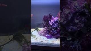 Decorating my seahorse reef tank with algae [upl. by Ellynad556]