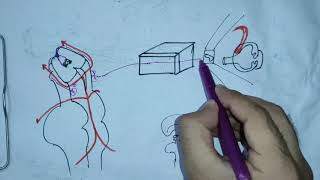 TROCHLEAR NERVE CRANIAL NERVE IVneuroanatomy4rthcranialnerveanatomyneurologyneurosciences [upl. by Venable]