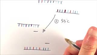 A2 Biology  Polymerase chain reaction PCR OCR A Chapter 211 [upl. by Anett]