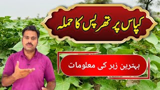 How to control thrips in cotton crop  Abid Ali Agrarian [upl. by Conard]