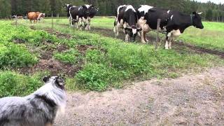 Shetland sheepdog Preston quotpaimentaaquot  quotherdingquot cattle [upl. by Hadik795]