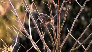 Dunnock singing  Heckenbraunelle singt [upl. by Aisylla]