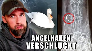 SCHWAN STIRBT DURCH ANGELHAKEN Tiernotruf und Mission Erde retten Küken  Robert Marc Lehmann [upl. by Akem]