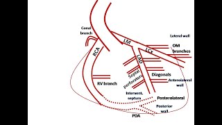 ECG course Localization of Myocardial Ischemia Dr Sherif Altoukhy [upl. by Merfe]