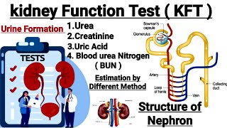 Kidney function test  Urea Estimation  Creatinine Estimation  Uric acid Estimation In detail [upl. by Cherlyn]