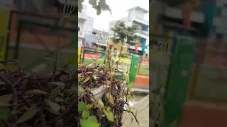 turtle vine creeping inchplant callisia repens 2024trendingviralshorts youtubeshorts succulents [upl. by Eberta]