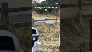 90 of raising huskies is finding new ways to weaponize their FOMO 🐺😑😅 siberianderpskies husky [upl. by Hermes]