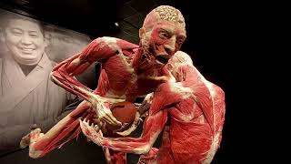 Body Worlds Exhibit  Houston Museum of Natural Science  Houston Texas USA [upl. by Audry]