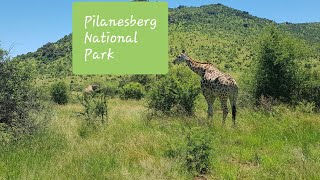 Pilanesberg National Park  Day Tour 2019 [upl. by Nomelihp641]