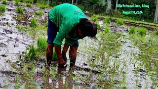 How To Plant Rice In The Philippines🇵🇭 Rice Farming From Seeds To Harvest🇵🇭plantingrice ricefield [upl. by Elliot]