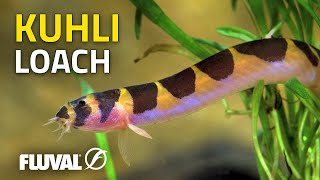 Species Spotlight  Kuhli Loach [upl. by Okime191]