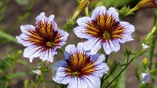 Cómo sembrar Salpiglossis Sinuata Panza de burro o Palito amargo  TvAgro por Juan Gonzalo Angel [upl. by Bernadine400]