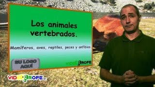 03 Los animales vertebrados 5º Conocimiento del Medio Videoprofenet [upl. by Washburn]