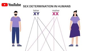 sex determination  Sex determination in human  Androsperm And Gynosperm  biology reproduction [upl. by Niwle]