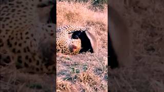 leopard vs honey badger  fight animals wildlife leopard honeybadger [upl. by Gurolinick467]