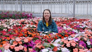 PETITTI SunPatiens® Spotlight  Grow For Sun Shade amp Repeat Blooms [upl. by Esirrehc]