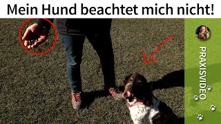 Hundeerziehung ➡️ Mein Hund beachtet mich nicht Ursache  Lösung im Praxisvideo ✔️ [upl. by Nivart]