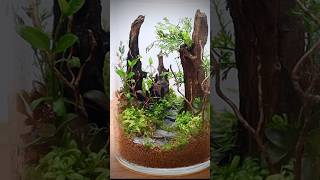 Closed terrarium with aquatic plants [upl. by Dougald]