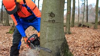 Baum fällen  sicher und richtig Teil 1 Grundlagen [upl. by Morley]