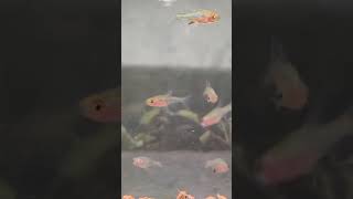 Sundadanio retiarius Small fish swimming in groups [upl. by Cherilyn]