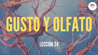 24 GUSTO Y OLFATO FISIOLOGÍA DEL SISTEMA NERVIOSO [upl. by Atsira]