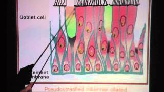 Pseudostratified Ciliated Columnar Epithelium [upl. by Nadabb]