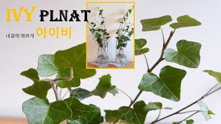 Propagating IVY plant from cutting How to water propagate IVY plantsindoor plant [upl. by Nylauqcaj]