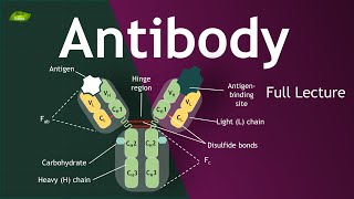 Antibody  Full Lecture with Animation  Immunology  Basic Science Series [upl. by Naneik719]