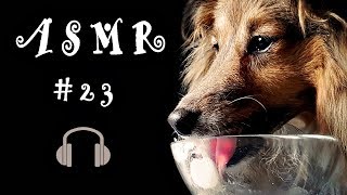 ASMR 23 Eating Sounds Peanut Butter Ice Cream Sheltie Dog Shetland Sheepdog [upl. by Eirellav]