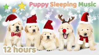 ☆ 12 HOURS ☆ Christmas Music for Dogs 🎄🎅 Christmas Music Instrumental 🐶 Puppy Sleeping Music [upl. by Atnoled814]