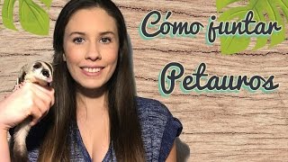 Como hacer la introducción juntar petaurossugar glider [upl. by Trudie]